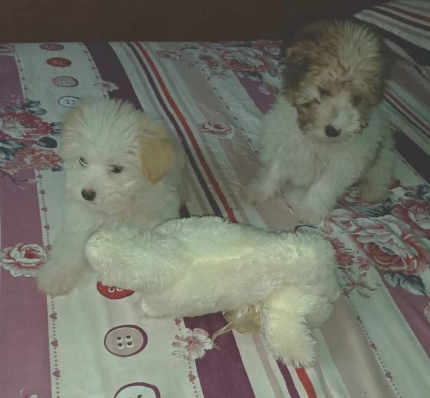 Chien griffon nain pur sang a vendre - 3 - Dogs  on Aster Vender