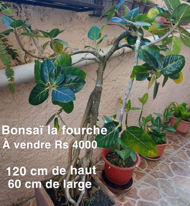 Plants - 0 - Plants and Trees  on Aster Vender