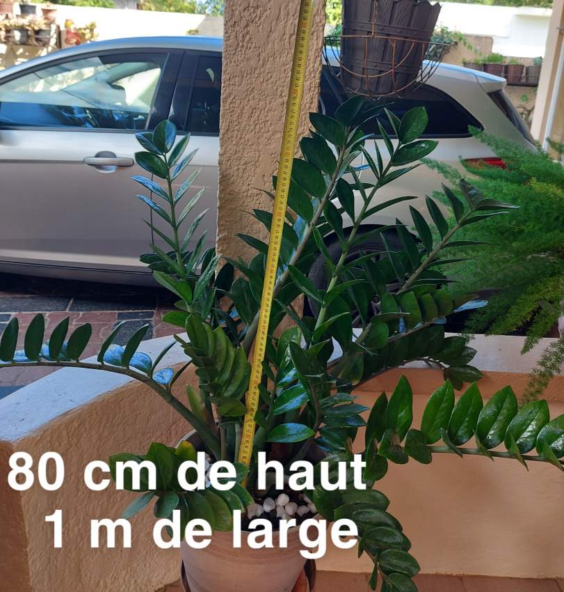 Plant - 1 - Plants and Trees  on Aster Vender