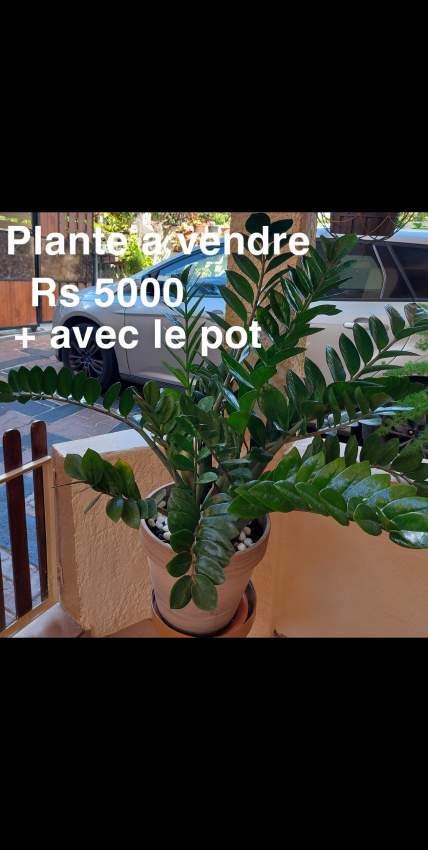 Plant - 0 - Plants and Trees  on Aster Vender