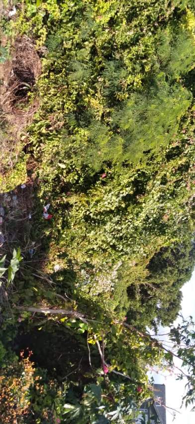 Beautiful Land for Sale at Grand Gaube  - 2 - Land  on Aster Vender