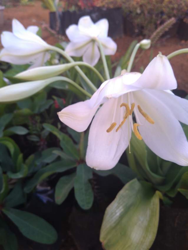 White flower (lily) - 0 - Plants and Trees  on Aster Vender