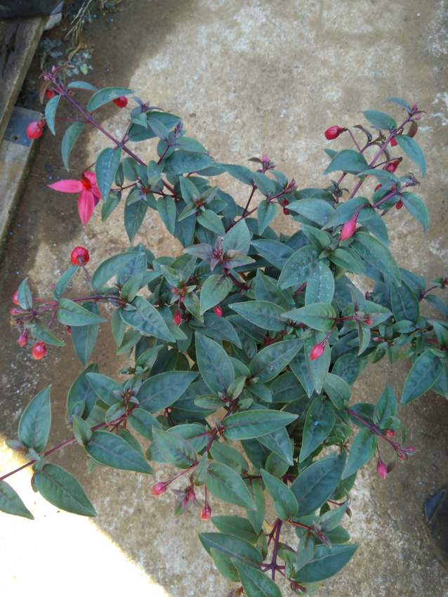 Fushia on Aster Vender