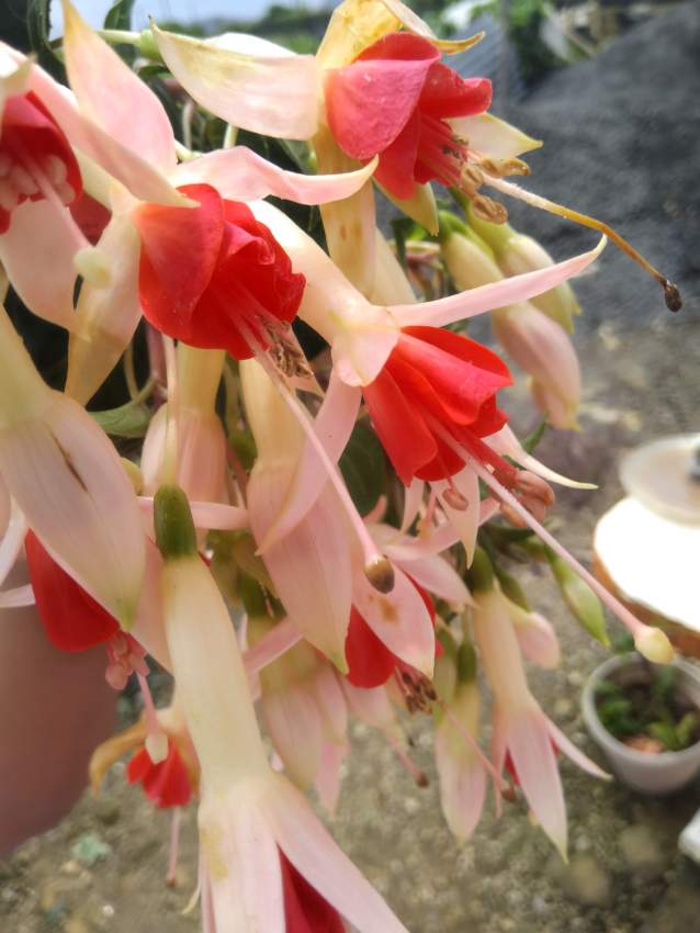 Fushia - 0 - Plants and Trees  on Aster Vender