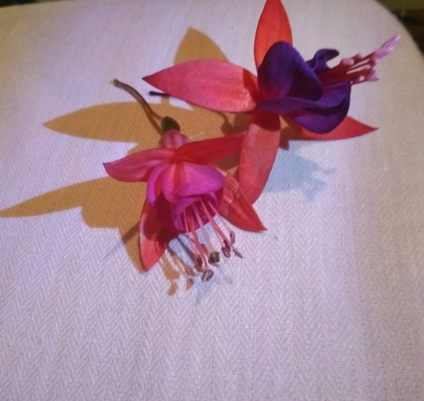 Fushia on Aster Vender