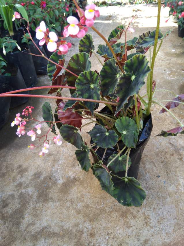Begonia on Aster Vender