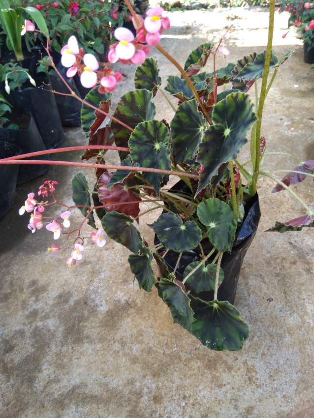 Begonia - 0 - Plants and Trees  on Aster Vender