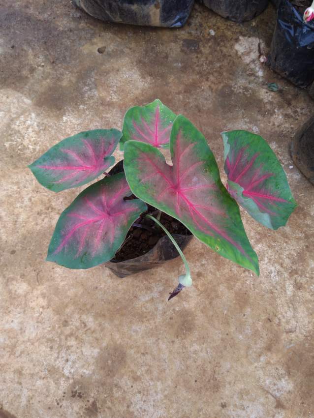 Caladium on Aster Vender