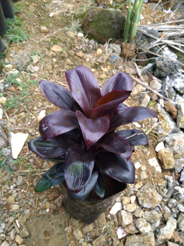 Plant - 0 - Plants and Trees  on Aster Vender