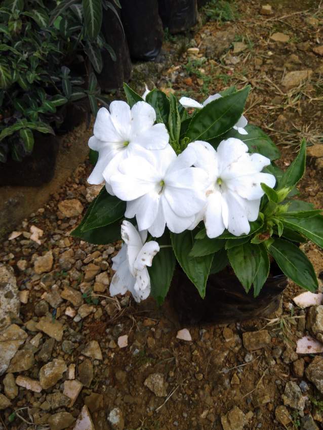 New Guinea  - 0 - Plants and Trees  on Aster Vender