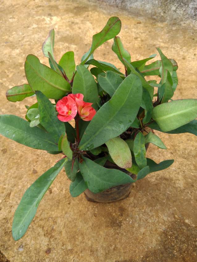 Euphorbia  - 0 - Plants and Trees  on Aster Vender