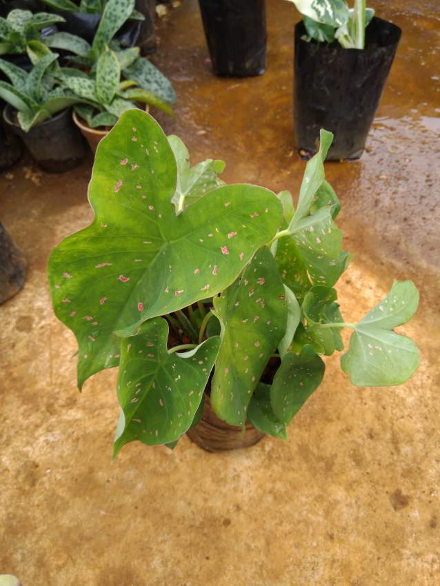 Caladium - 0 - Plants and Trees  on Aster Vender