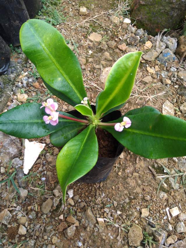 Type of euphorbia - 0 - Plants and Trees  on Aster Vender