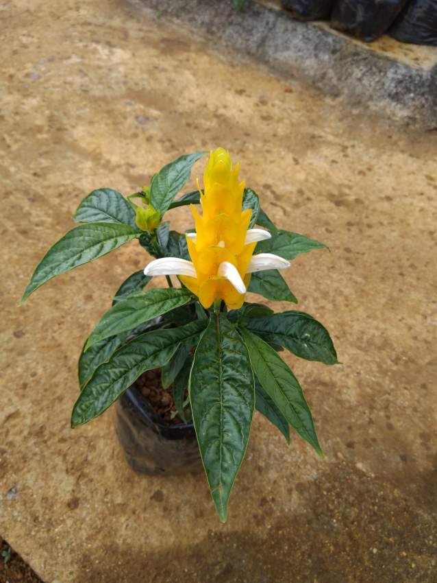 yellow flower on Aster Vender