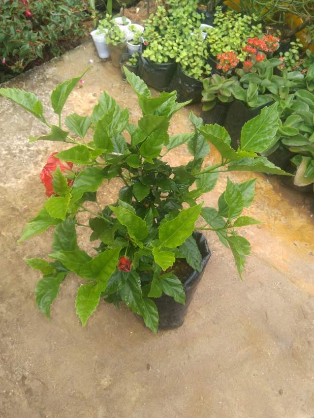 Double hibiscus on Aster Vender
