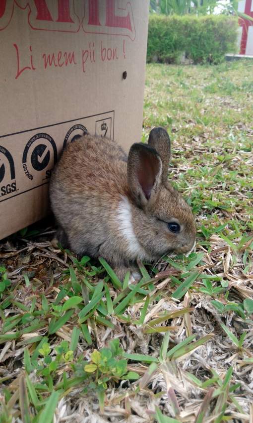 Lapin a vendre - 0 - Rabbits  on Aster Vender