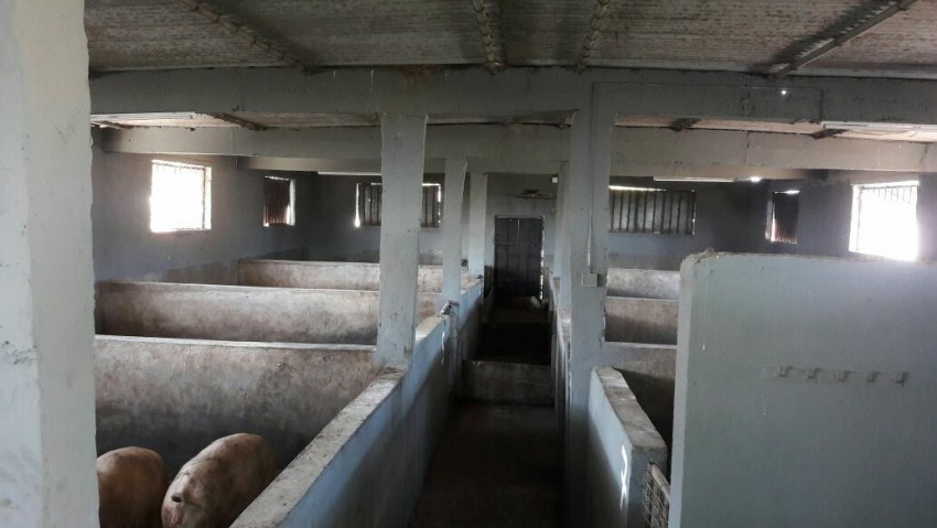 A vendre grand parc cochon a st martin qui peut contenir environ 300 cochons sur une superficie de 20 perches  - 0 - Pork  on Aster Vender