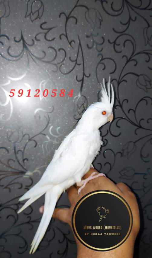  Tame Cockatiel all white - 0 - Birds  on Aster Vender