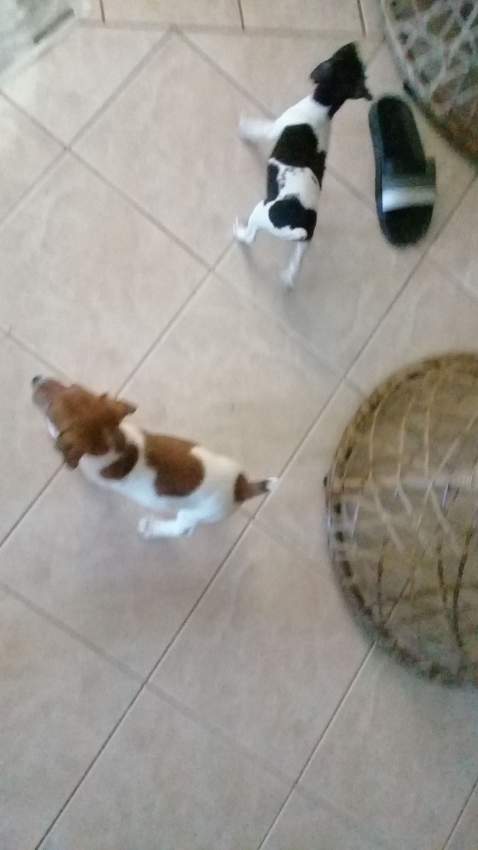 fox terrier puppies - 0 - Dogs  on Aster Vender