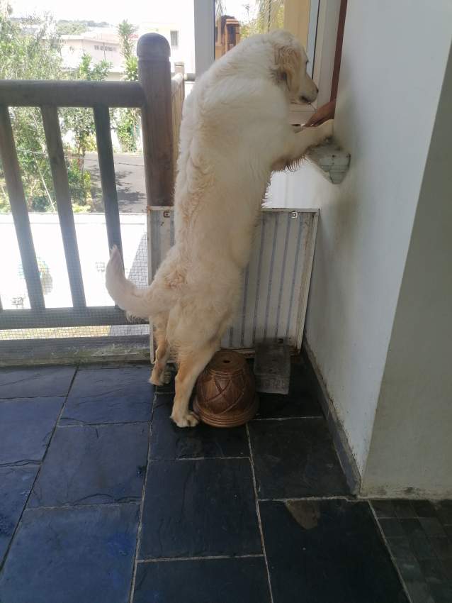 Dog: Golden Retriever - 1 - Dogs  on Aster Vender