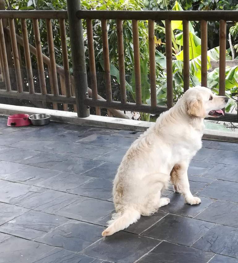 Dog: Golden Retriever at AsterVender