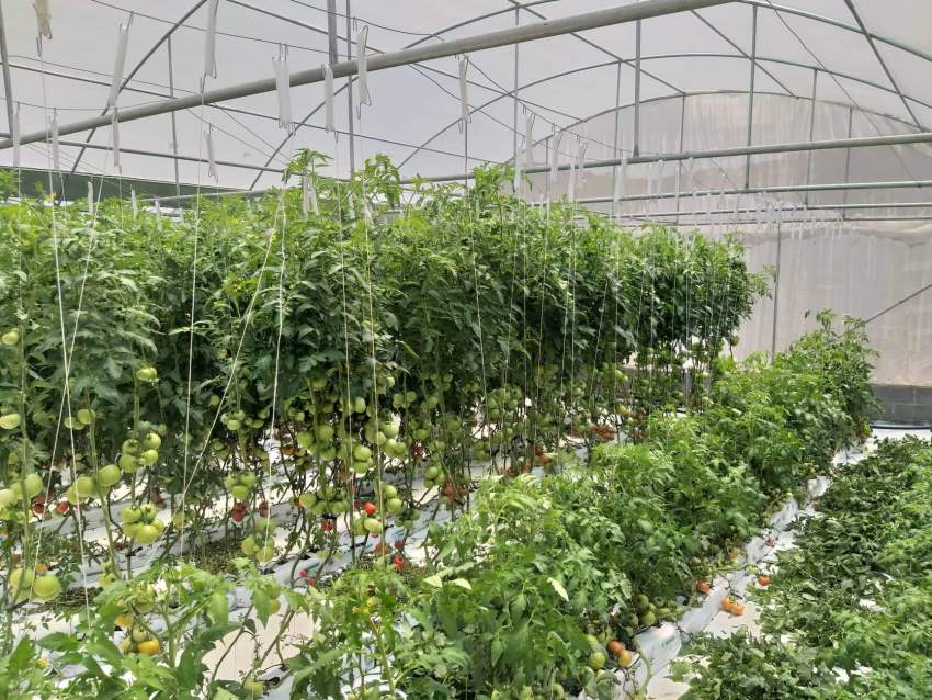 greenhouse  - 0 - Others  on Aster Vender