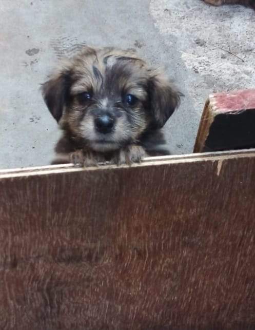 Chiot griffon a vendre  - Dogs on Aster Vender