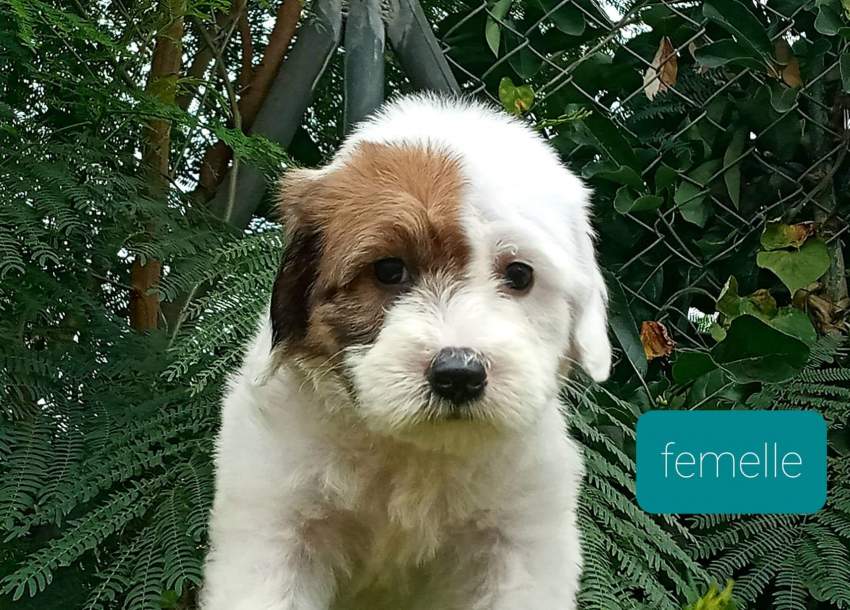 Griffon nain - 1 - Dogs  on Aster Vender