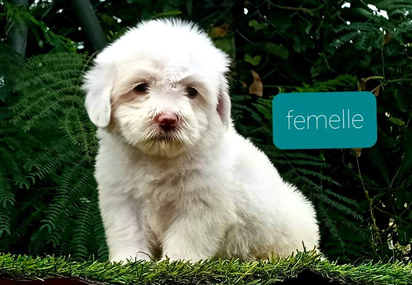 Griffon nain - 0 - Dogs  on Aster Vender