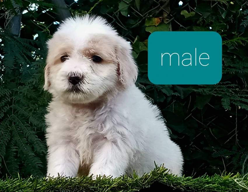 Griffon nain - 2 - Dogs  on Aster Vender