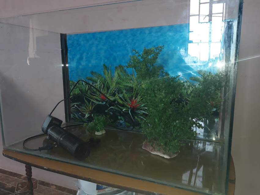 Aquarium - 0 -  Aquarium fish  on Aster Vender