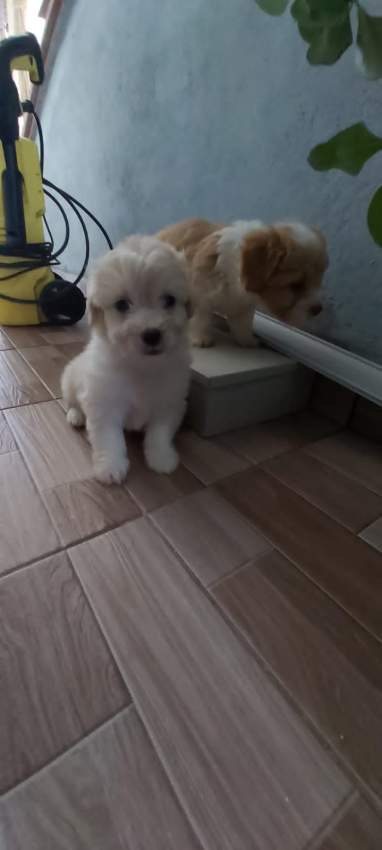 Griffon  - 6 - Dogs  on Aster Vender