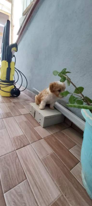 Griffon  - 1 - Dogs  on Aster Vender