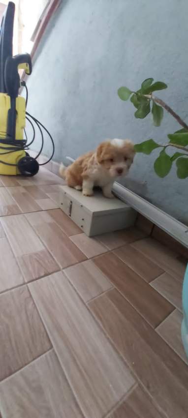 Griffon  - 4 - Dogs  on Aster Vender