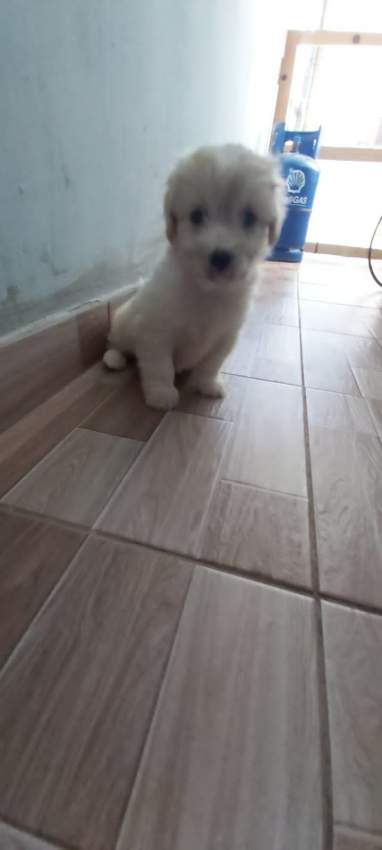 Griffon  - 5 - Dogs  on Aster Vender