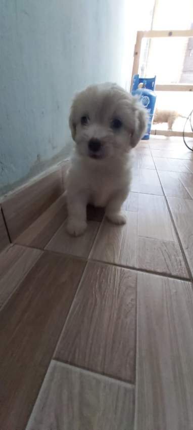 Griffon  - 2 - Dogs  on Aster Vender