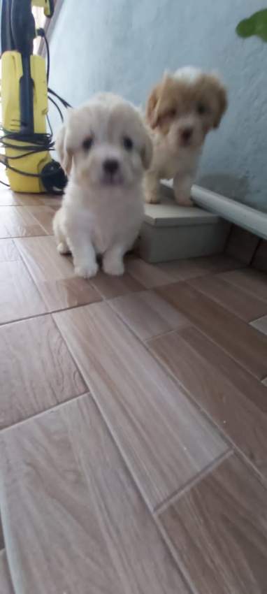 Griffon  - 3 - Dogs  on Aster Vender