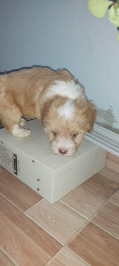 Griffon on Aster Vender