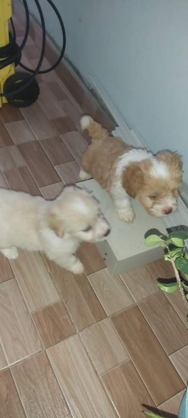 Griffon  - 7 - Dogs  on Aster Vender