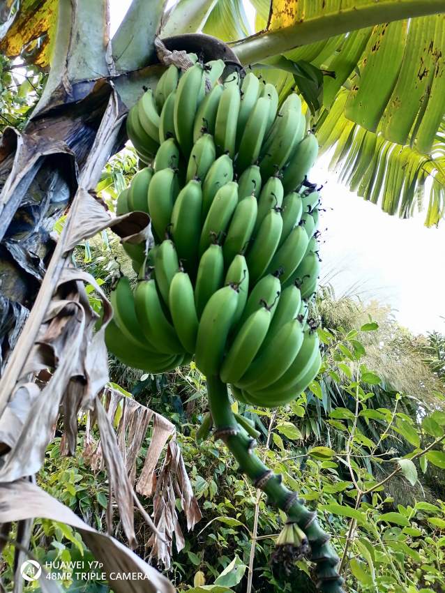 Banana  - 1 - Fruits  on Aster Vender