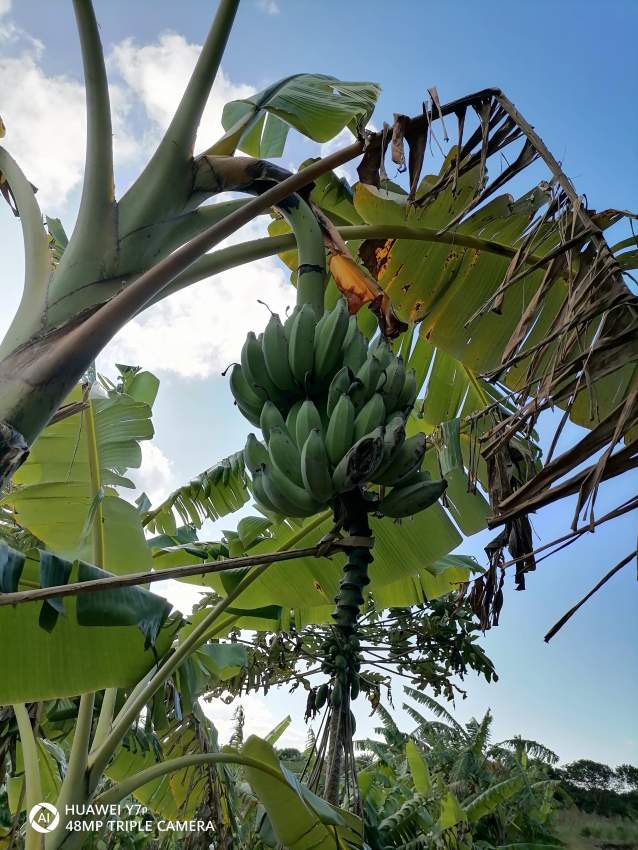 Banana  - 0 - Fruits  on Aster Vender