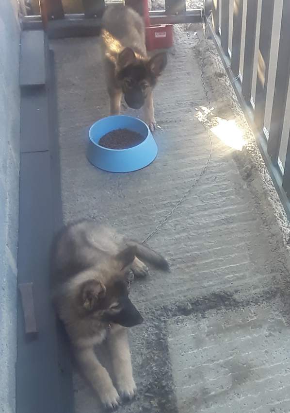 Berger Almand - 0 - Dogs  on Aster Vender