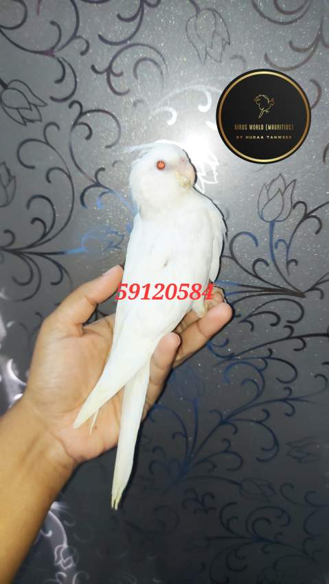 All white cockatiel on Aster Vender