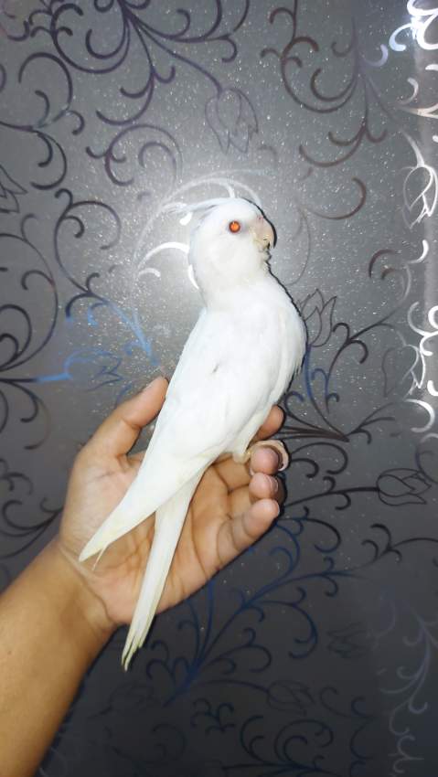 All white cockatiel - 1 - Birds  on Aster Vender
