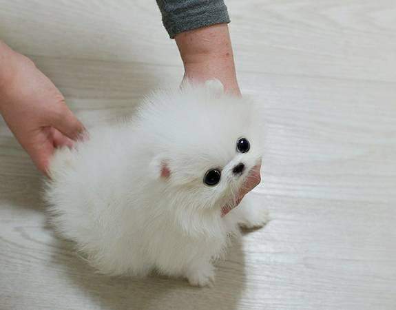 Tiny Teacup Pomeranian 12 weeks old on Aster Vender