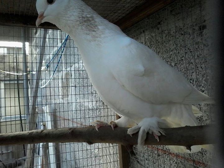 pigeon dan race fantail a vendre - 1 - Birds  on Aster Vender