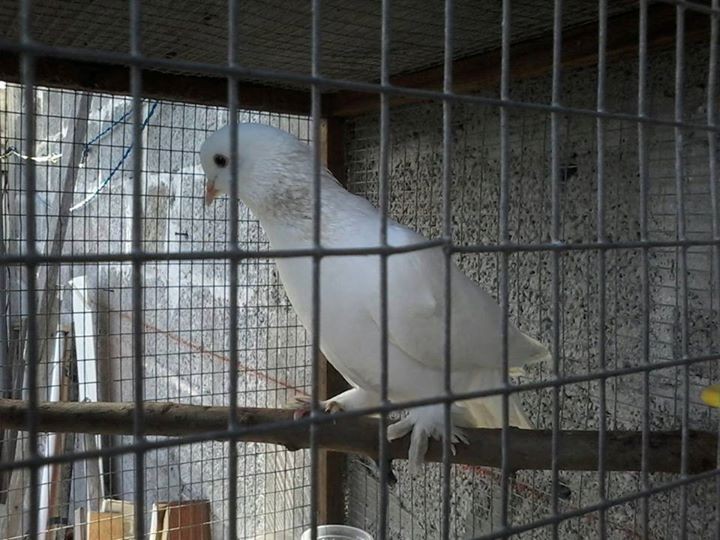 pigeon dan race fantail a vendre - 0 - Birds  on Aster Vender