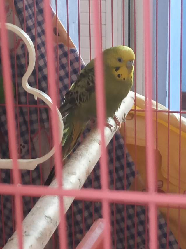 Peruche+Cage+Timille seeds for sale - Birds on Aster Vender
