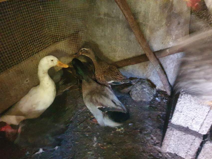 Colvert Duck - 1 - Birds  on Aster Vender