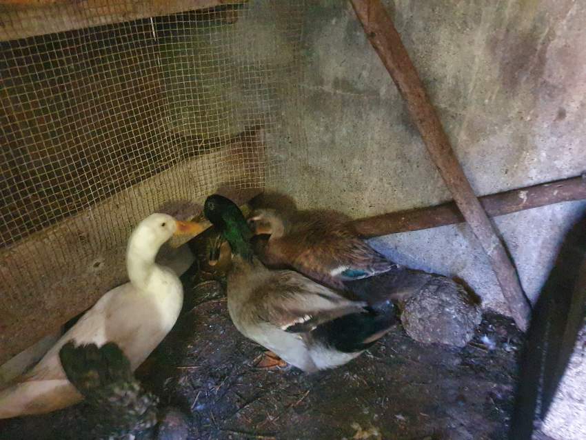 Colvert Duck - 0 - Birds  on Aster Vender